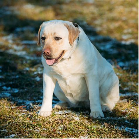 The Consequences of Pet Obesity: How to Manage and Prevent It