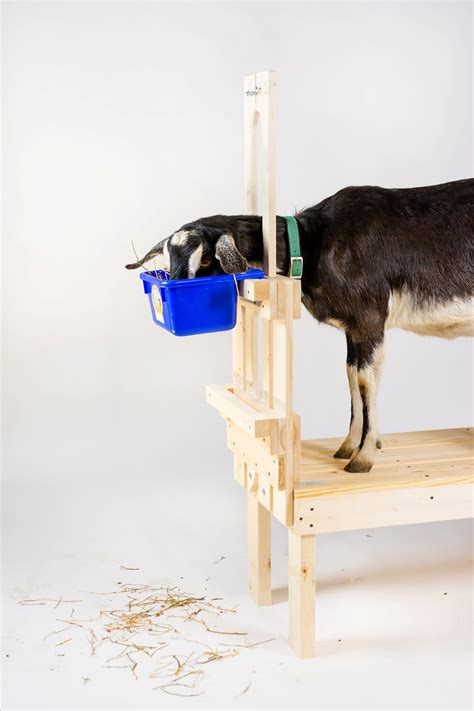 Best Goat Stand Fits All Goats for Milking and Trimming - Etsy