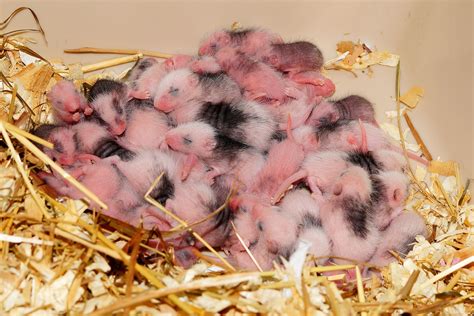 Materials Mice Use for Nests - Mice Mob Exterminators