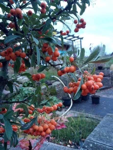 Raritäten Spiess Baumschule Gartengestaltung Wahlsburg