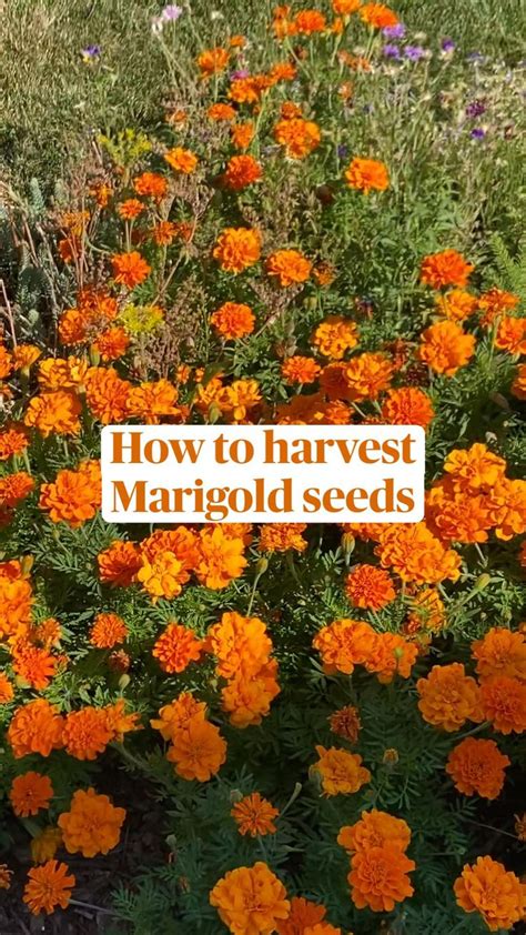 How To Harvest Marigold Seeds Annual Plants Seed Saving Flower Garden