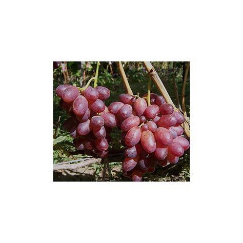 Шахиня Ирана