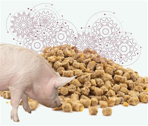 Pig Feed Pellets Making Process And Starters Guidance, 51% OFF