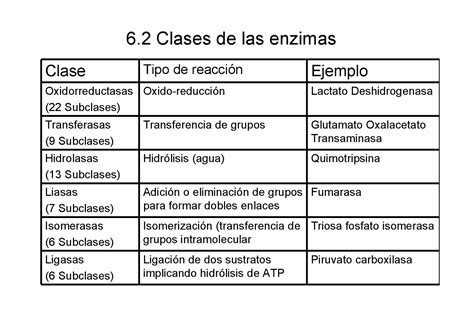 Clasificación enzimas TEMA 6 Bioquímica I Apuntes de Bioquímica