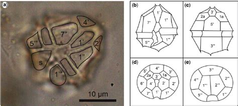 ( a ) Micrograph of a theca of Peridinium inconspicuum Lemmermann... | Download Scientific Diagram