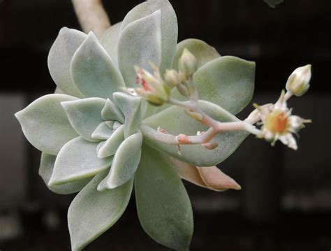 Graptopetalum Plants How To Grow And Care For Graptopetalum Plants