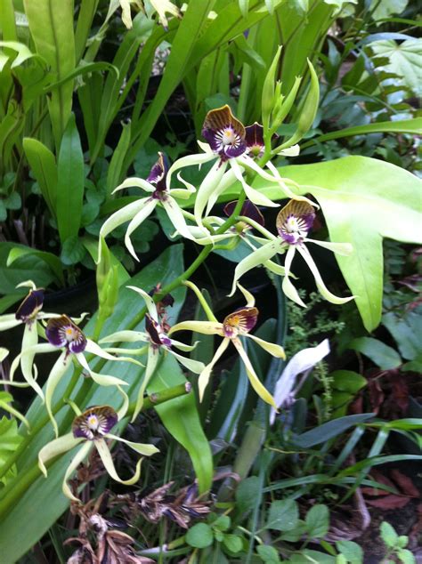 Black Orchid National Flower Of Belize Nature Beauty Black