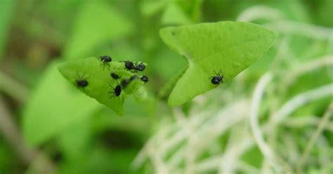 NJ releases beetles to combat invasive plant