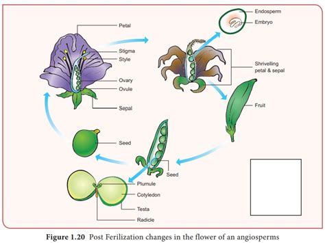 Stages Of Fertilization In Plants