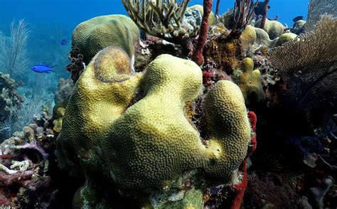 Snorkeling on Catalina Island - Gallery