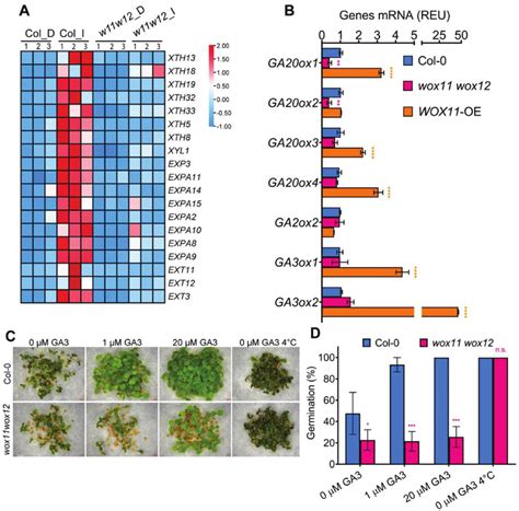 WOX11 12 Are Involved In GA Signal Transduction In Arabidopsis Seeds