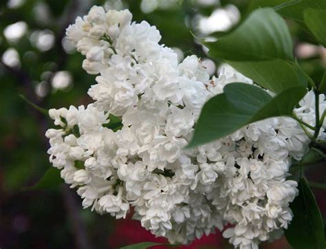 Сирень Память о Колесникове. Саженцы Сирени