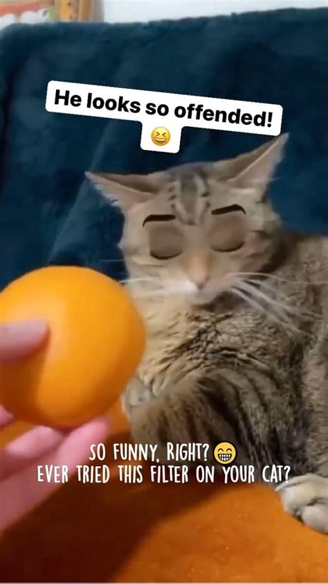 So funny, Right?😁 Ever tried this filter on your cat? | Cat memes ...