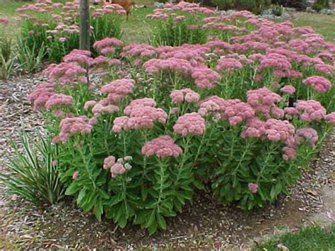 Sedum 'Autumn Joy' 8" Pot - Hello Hello Plants