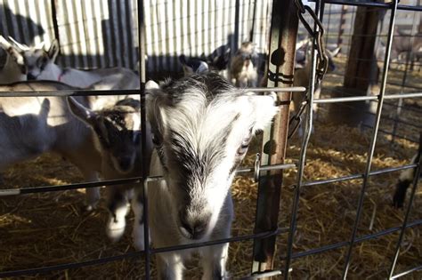 How to build a fence for goats – Builders Villa