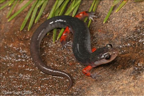 Lungless Salamanders, Shrinking Habitat