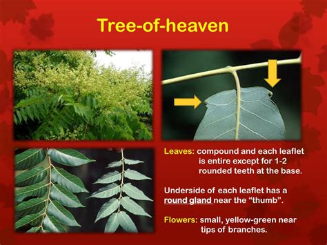 PPT How To Identify Non Native Invasive Plants PowerPoint