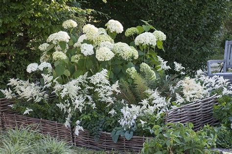 Schattenbeet Mit Hydrangea Arborescens Bild Kaufen