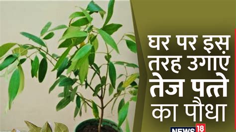 Gardening Tips गमले में उगाना चाहते हैं तेजपत्ते का पौधा तो इन आसान