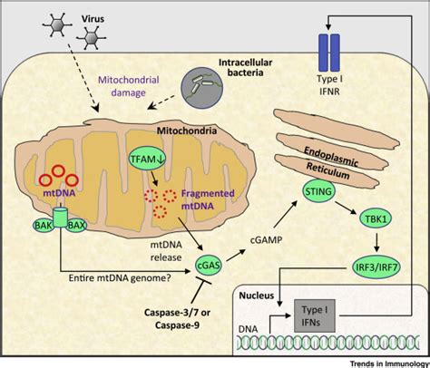 Emerging Role Of Mitochondrial Dna As A Major Driver Of Inflammation