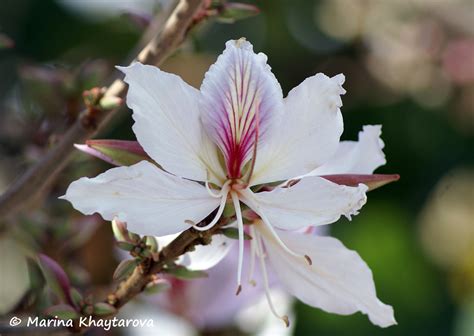 Trees of Tropical Asia - Bauhinia variegata