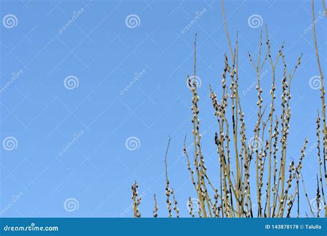 Bush Of Pussy Willow On Background Of Blue Sky Stock Photo Image Of Plant Brown 143878178