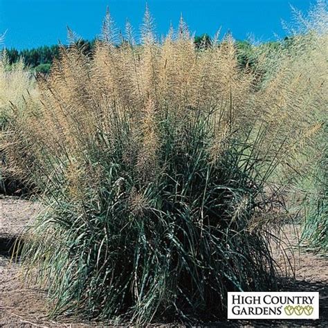 Windbreaker Giant Sacaton Grass High Country Gardens Ornamental Grasses Plants