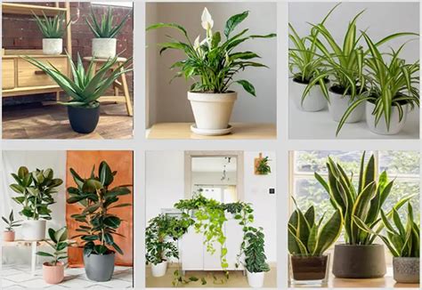 30 Hard To Kill House Plants How Does Your Garden Mow