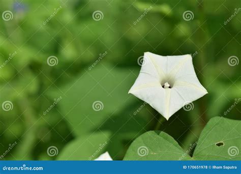 Ipomoea Obscura White Flower Obscure Morning Glory Small White