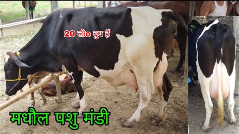 मधल गय बजर स जन लo दध वल गय क कय रट चल रह ह अभ कसन भइय MADHAUL GAY