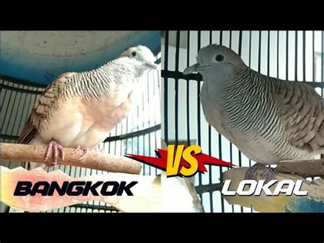 PERKUTUT BANGKOK DAN LOKAL MENTAL BAJA YouTube