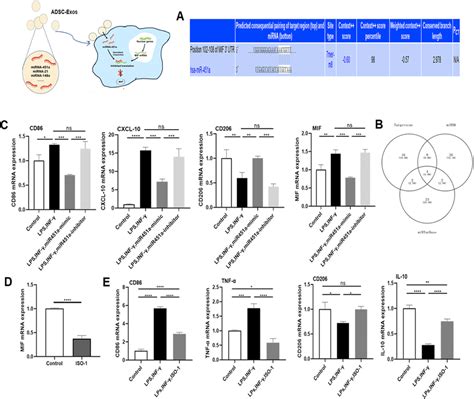 MiR 451a Promotes Macrophage M1 To M2 Polarization And Suppresses