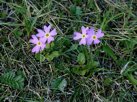 Primula nutans - Изображение особи - Плантариум