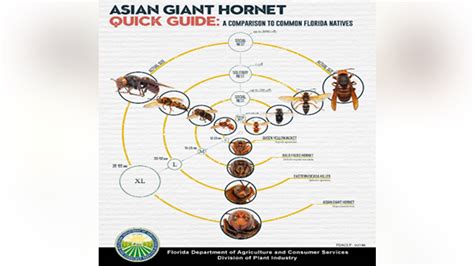 Murder Hornet Size Comparison Chart