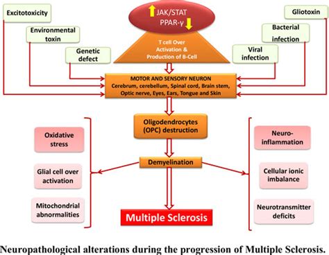 Connection Between Jak Stat And Ppar Signaling During The Progression