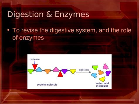 (PPT) Digestion & Enzymes To revise the digestive system, and the role ...