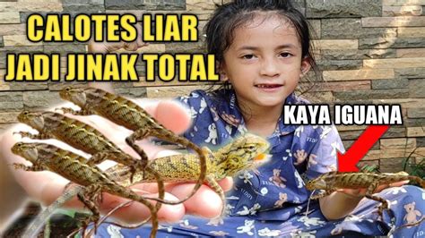 Cara Menjinakan Calotes Liar Menjadi Sangat Jinak Jadi Manja Seperti