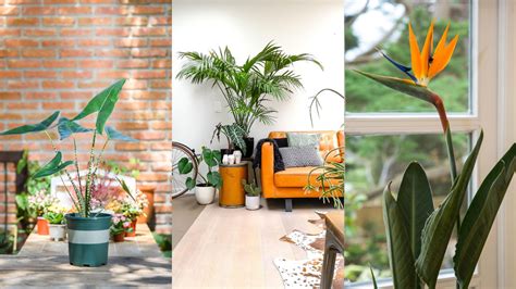 10 Aesthetic Room Plants That Will Transform Your Space