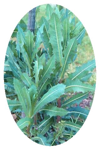 Locika kompasová :: Herbář Mirda2