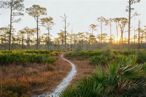 "Hiking Trail Through Florida Landscape Gulf Islands National Seashore ...