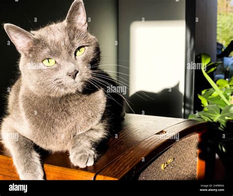 indoor shorthair cat   sunlight stock photo alamy