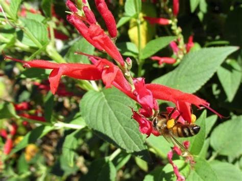 Ces 18 Fleurs Mexicaines Méconnues Aux Pétales étonnants