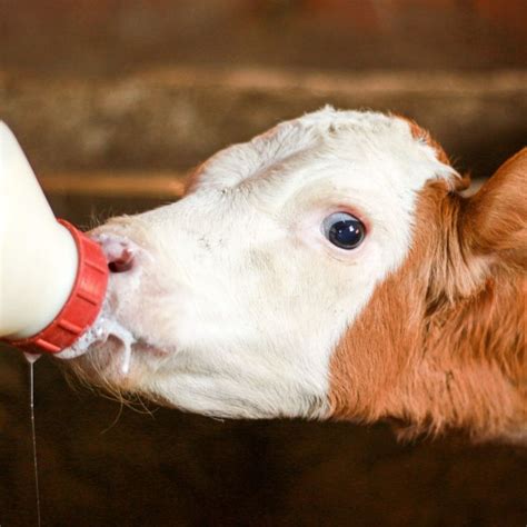 Baby cow | cute cow | Baby cows, Cute cows, Drink milk