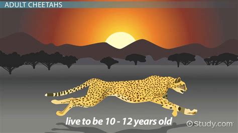 Cheetah Life Cycle Lesson For Kids Video And Lesson Transcript