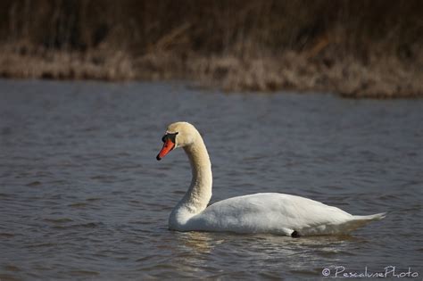 Pescalune Photo Cygne tuberculé Cygnus olor Mute Swan