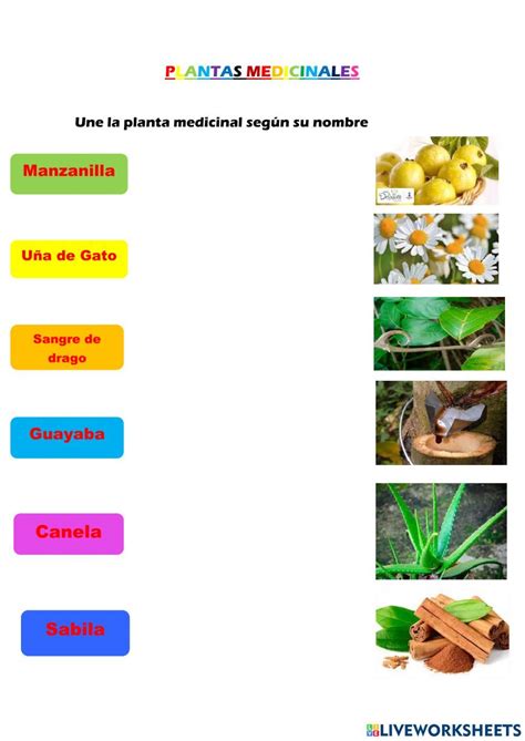 Plantas Medicinales Interactive Worksheet For Cuarto De Primaria Plantas Medicinales