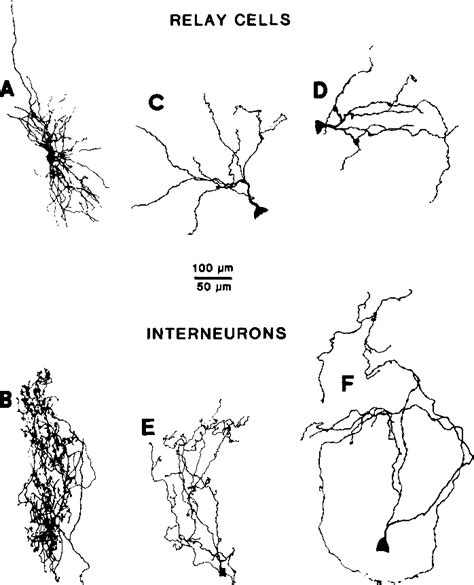 Figure 1 From Dendritic Current Flow In Relay Cells And Interneurons Of