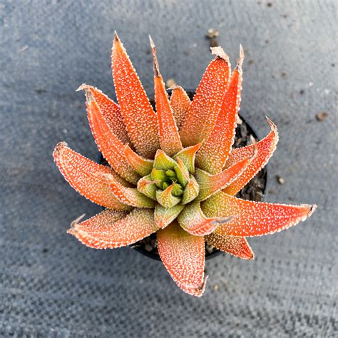 Haworthia Minima Syn H Margaritifera Sale Night Let Love Grow