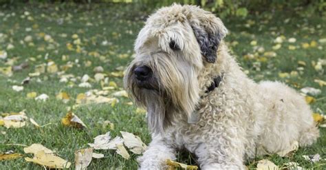 Wheaten Terrier - A-Z Animals