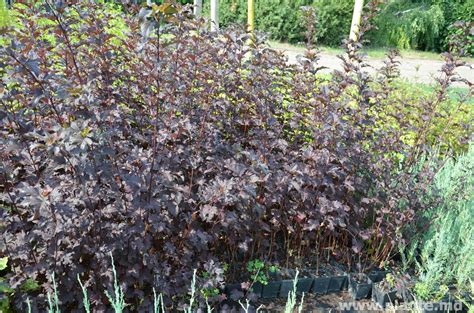 Купить Пузыреплодник калинолистный Диаболо. Physocarpus opulifolius ...